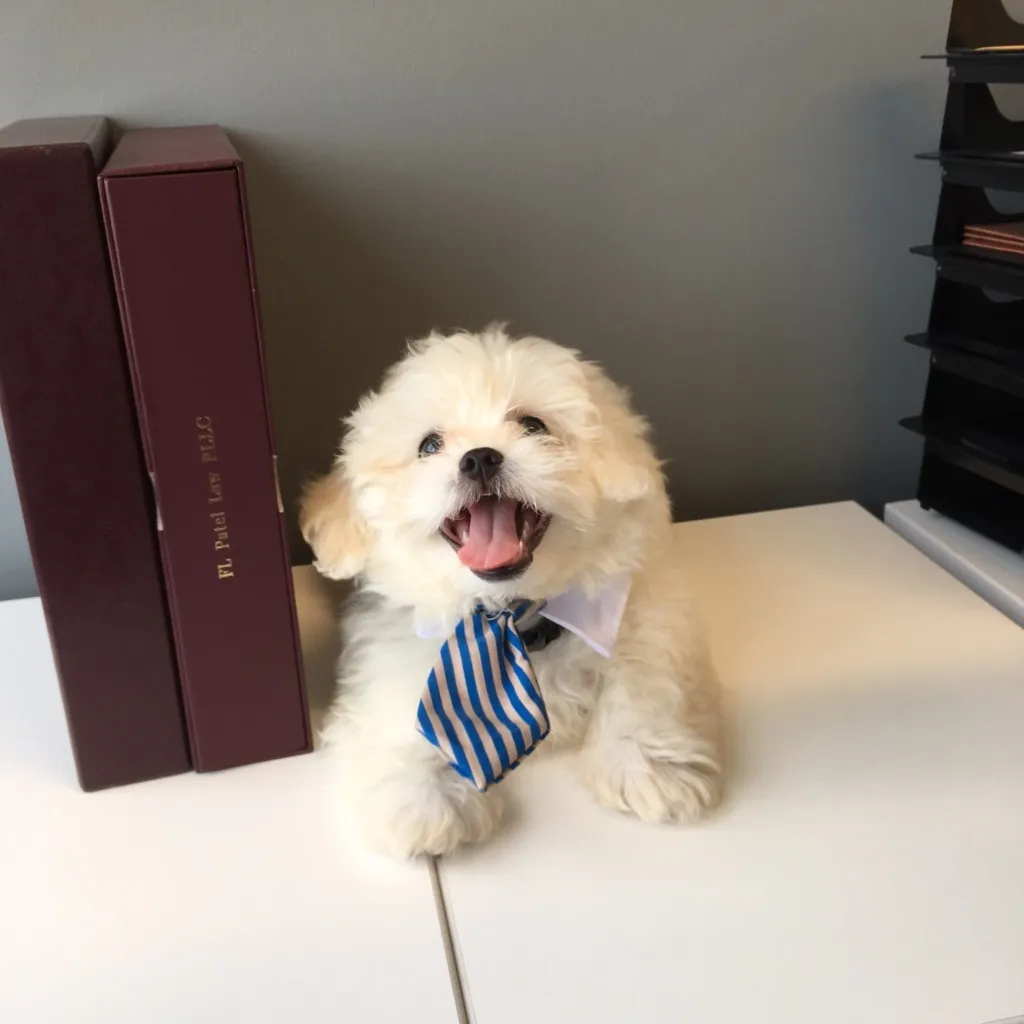 Office Dog